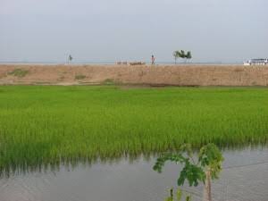 Low-Land Polder Earth Embankment & Leveling Works