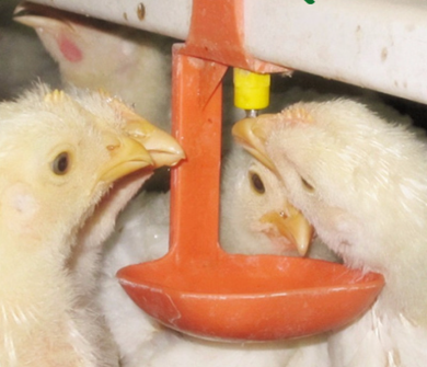 Poultry 360-Degree Nipple Drinker System